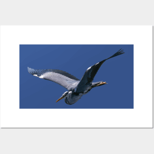 Stork Posters and Art